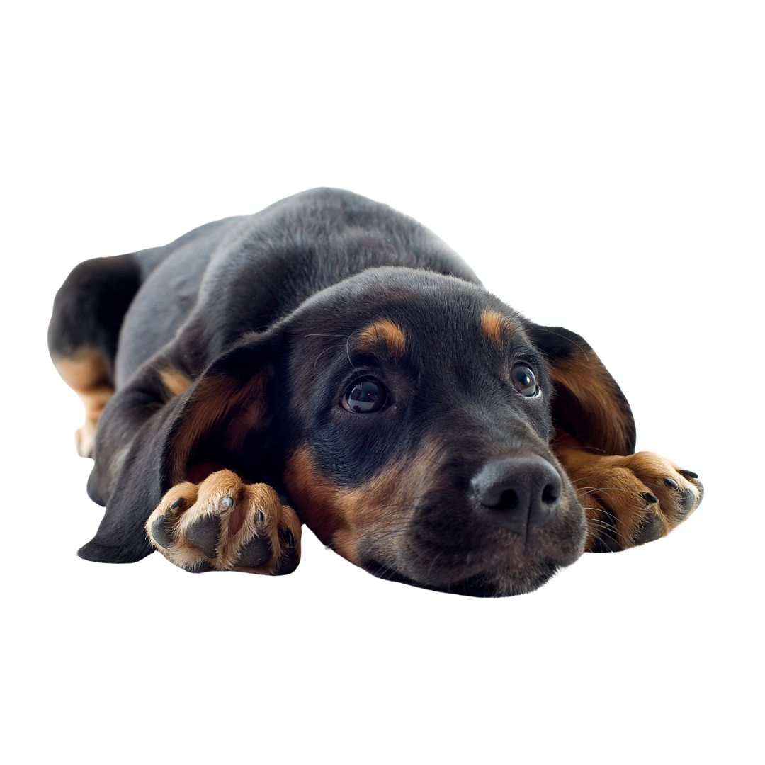 sharon-hice-dog-sitting (3)